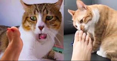 "Funny Cat Reactions to Weird Smells!"