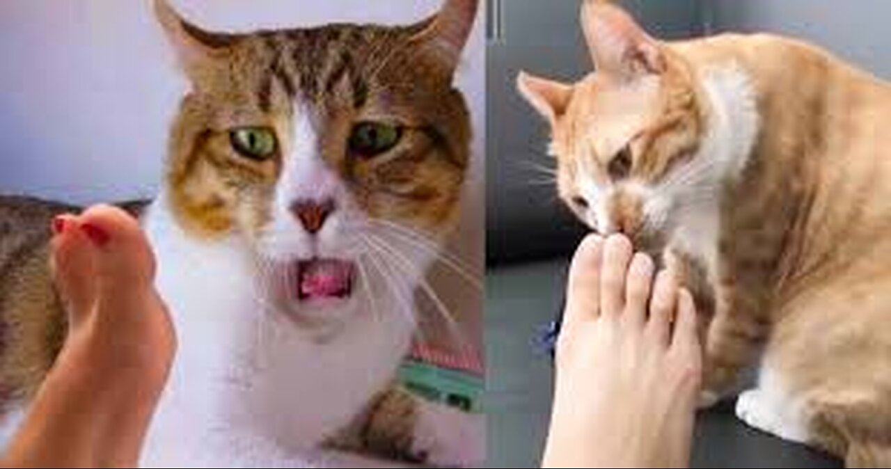 "Funny Cat Reactions to Weird Smells!"