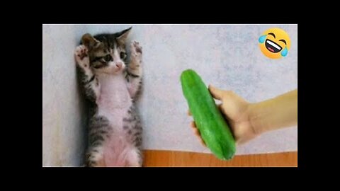 Funny Cats🐈 and Dogs 🐕 / Funniest Animals Videos😊