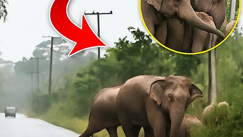 🐘 Elephant Shows Gratitude After Safe Road Crossing ❤️🚸 | Heartwarming Wildlife Moment #AnimalLove