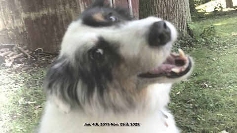 In Remembrance of Kovu