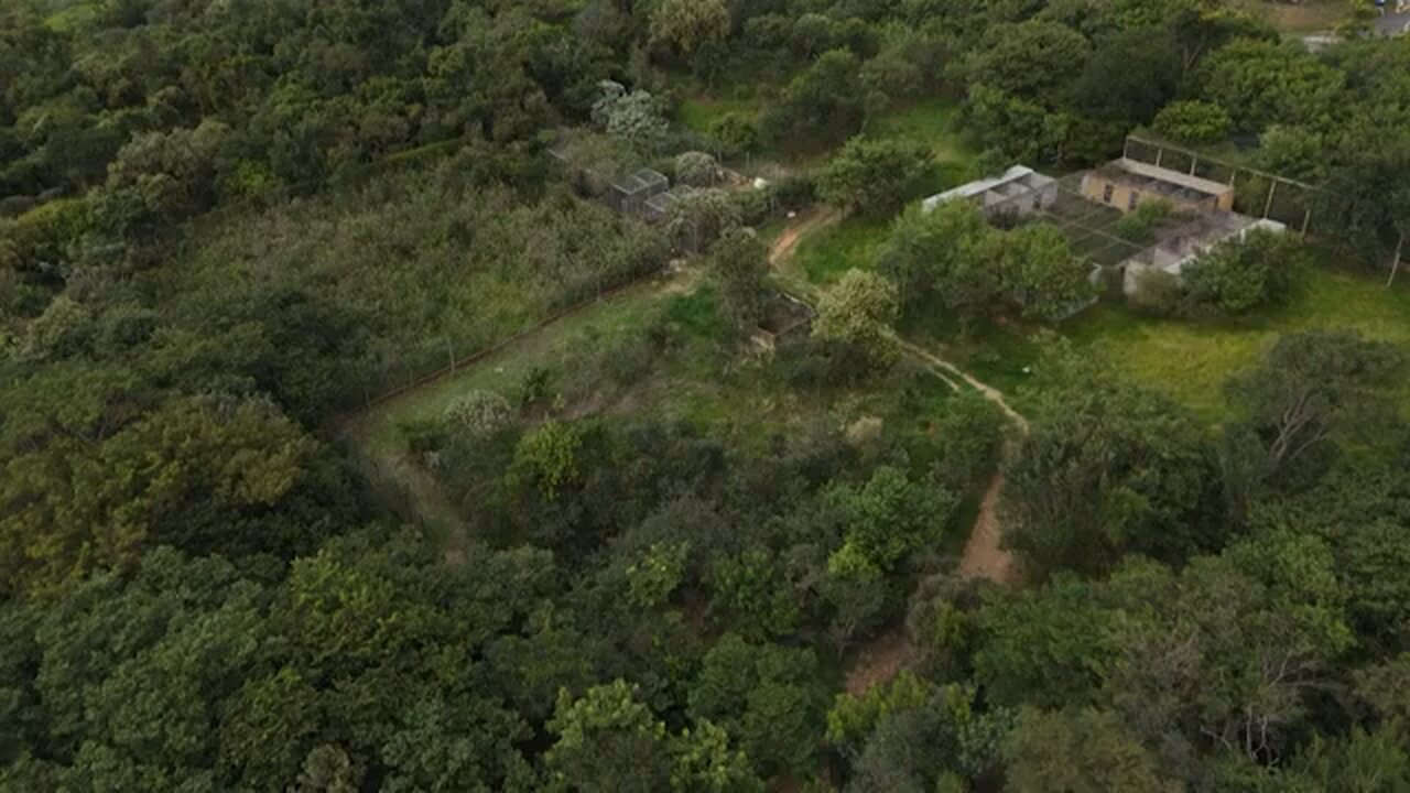 Sao Paulo sanctuary rescues felines threatened by urban sprawl