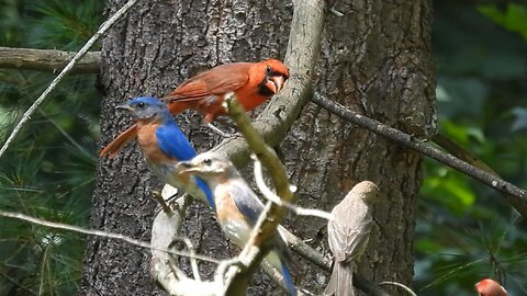 Birds react to Snake at the Nest