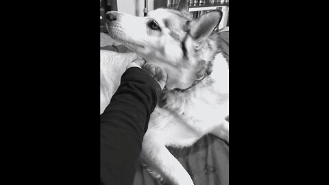 Flyn is The Good Boy