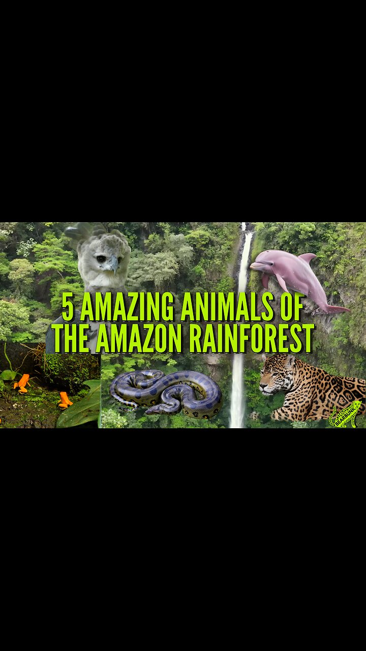5 Amazing Animals of the Amazon Rainforest #wildlifefacts #animallovers
