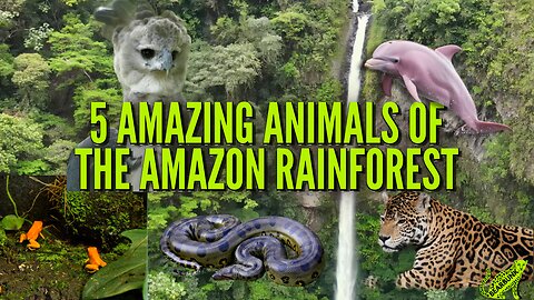 5 Amazing Animals of the Amazon Rainforest #wildlifefacts #animallovers
