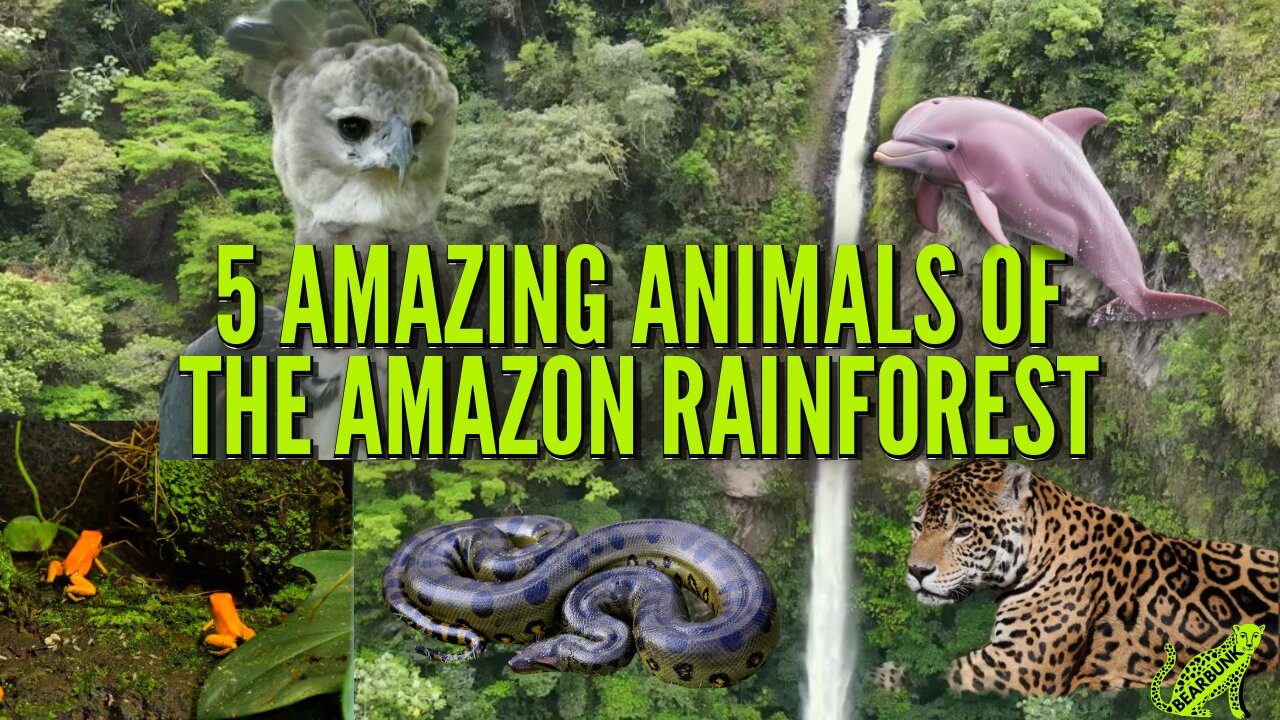 5 Amazing Animals of the Amazon Rainforest #wildlifefacts #animallovers