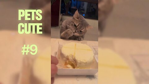 The Funniest Pet Antics That Will Make You Smile Instantly.