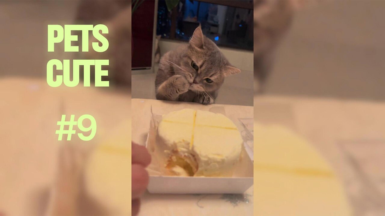 The Funniest Pet Antics That Will Make You Smile Instantly.