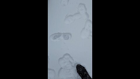 Showing the deepness of the snow