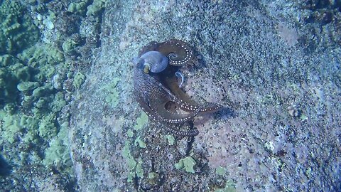 Swim Free Hawaii - Tako Tuesday