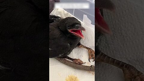 The man found an unusual chick and he freaked out when he realized who it was