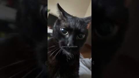 funny animals