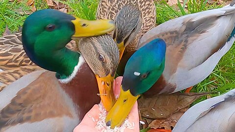 7 Headed Hydra, Hit and Run Tactics. Grown-up Mallard Duck Ducklings