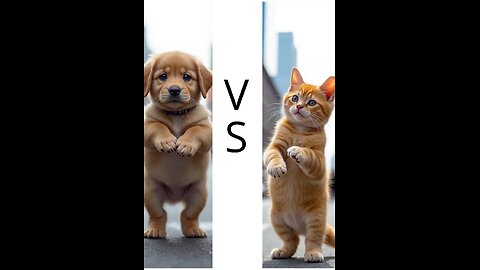 Cuteness Duel: The Dog & The Stylish Cat