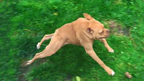 The Dog that Hops like a Frog