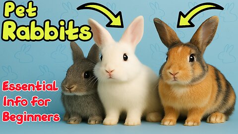 ❤️ Pet Rabbits - Essential Info for Beginners 🐰