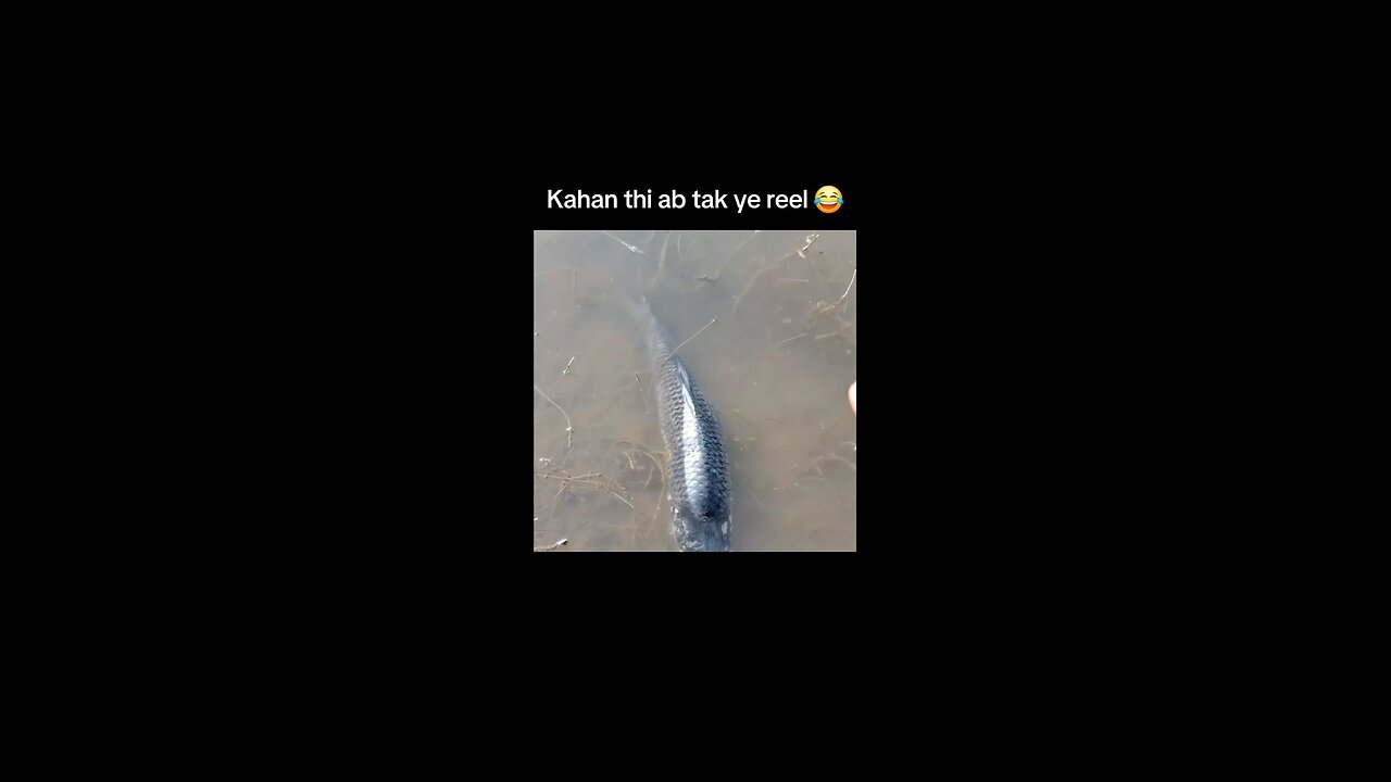 how do this gys caugh fish like follow plz