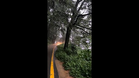 Rain in the forest