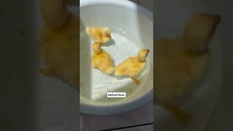 Three ducks hooked up with a girl and she took them home