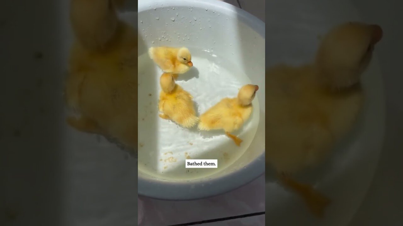 Three ducks hooked up with a girl and she took them home