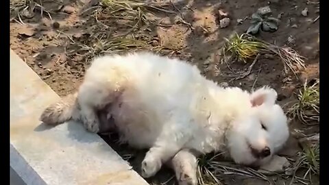 From Freezing to Family: Rescuing a Fluffy White Puppy ❄️➡️🏡