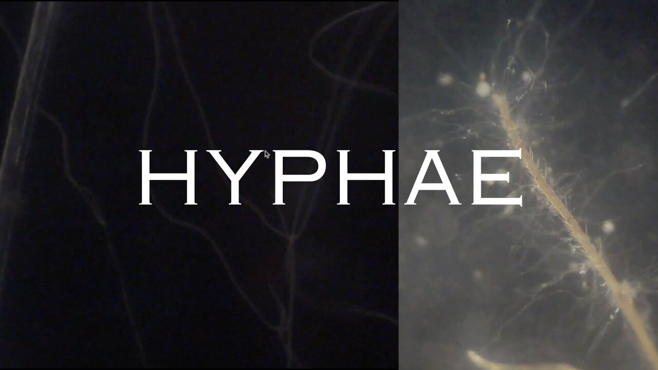 Pollen Collection - Rapid "Hyphae" Development