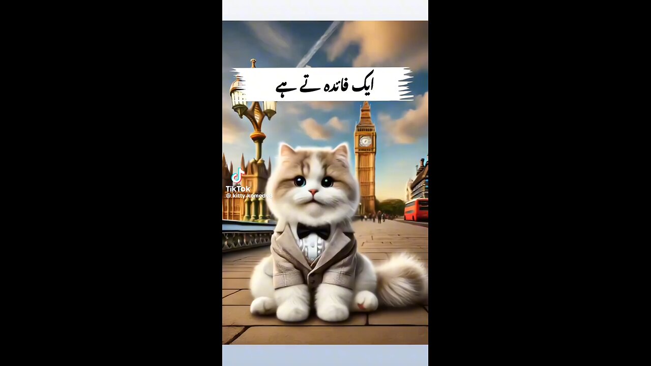 cat 🐈 lovely