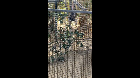 Bearded Emperor Tamarin🐒 #monkey #shorts #viral #followme #trending