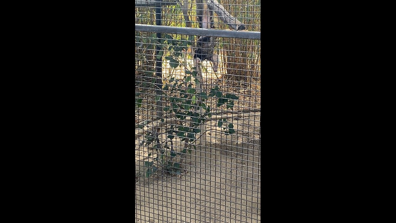 Bearded Emperor Tamarin🐒 #monkey #shorts #viral #followme #trending