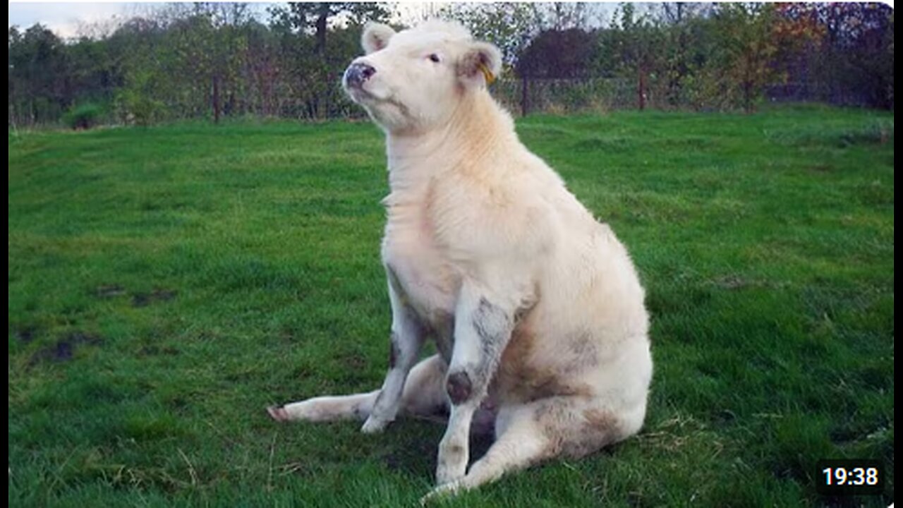 Funniest ANIMAL Videos of 2025 will 101% make you LAUGH EXTREMELY HARD 😂