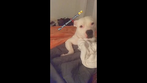 Talking dogs