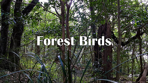 1 Hour of Forest Birds & Wind in Saddleback Mountain Woodland Ambience