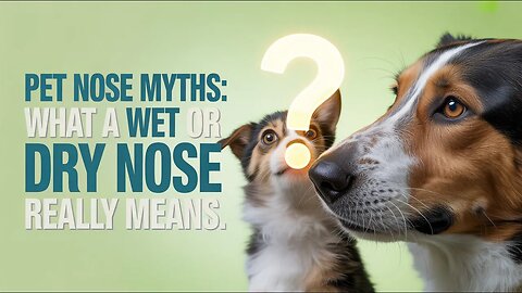 Pet Nose Myths: What a Wet or Dry Nose Really Means #petmyths #doghealth #cathealth #petcare