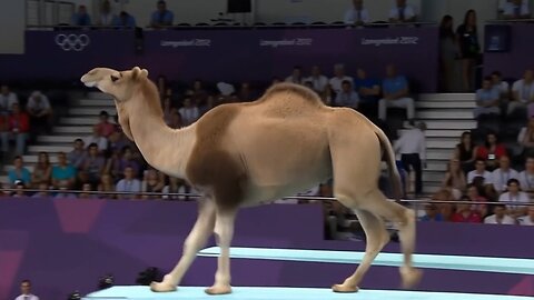 Which Animal Wins the Gold Medal? | Animal Olympics
