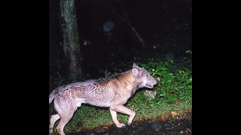 Japanese Wolf