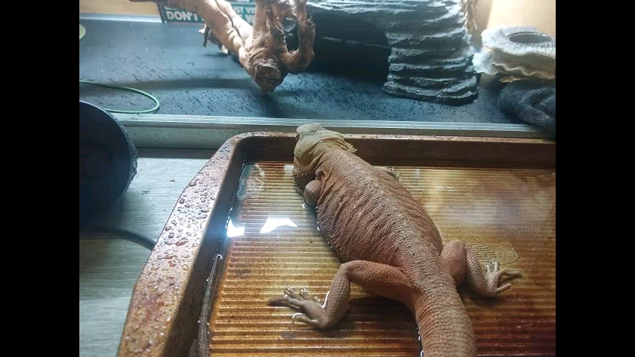 Queen Elizabeth playing in the water
