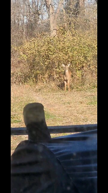 Deer Video Taken Today 12 14 2025 From Our Back Porch Temp 9 Degrees 5 Below Zero Windchill