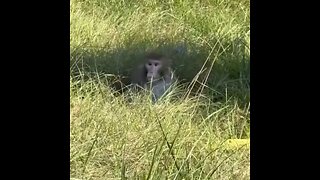 Monos "agresivos" de laboratorio escapan de un camión tras accidente en EE.UU.