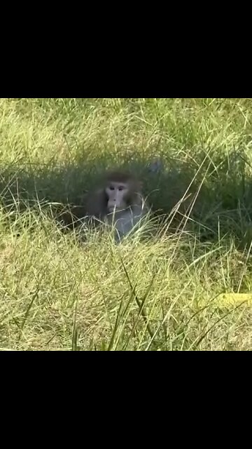 Monos "agresivos" de laboratorio escapan de un camión tras accidente en EE.UU.