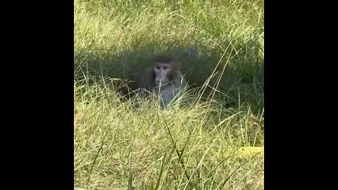 Monos "agresivos" de laboratorio escapan de un camión tras accidente en EE.UU.