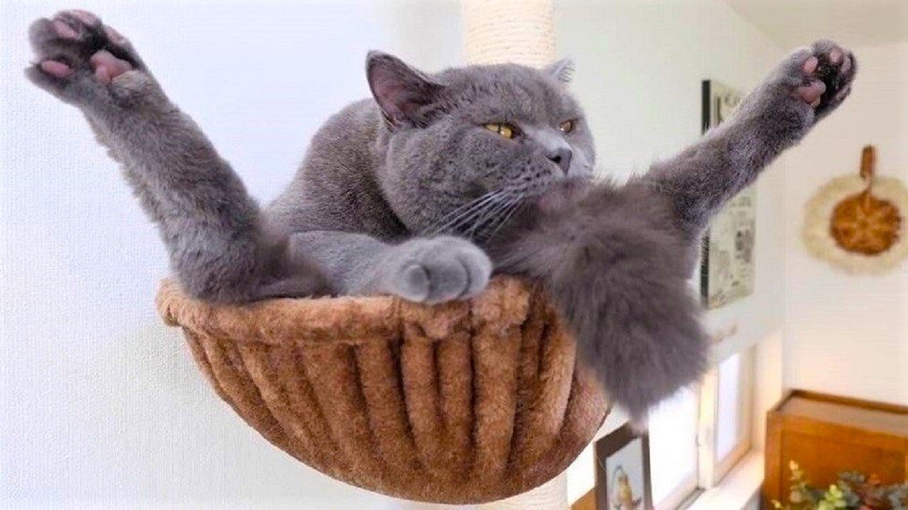 Cats sometimes broken