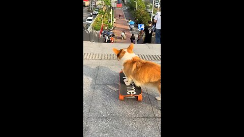 Smart skater dog