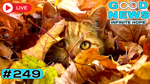 Hero Dog Saves Family + Raccoon CPR & More Inspiring Stories | GOOD NEWS – Infinite Hope #249
