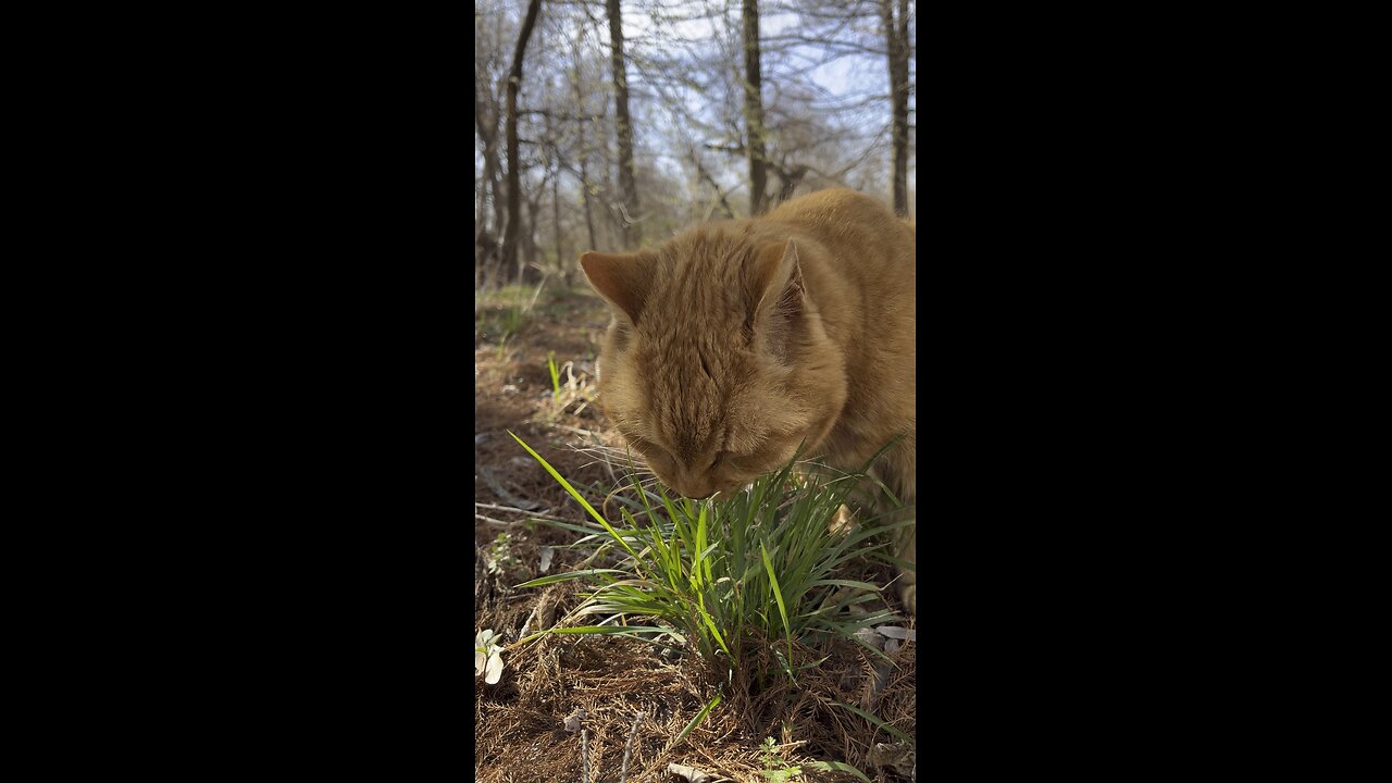 On the pasture.