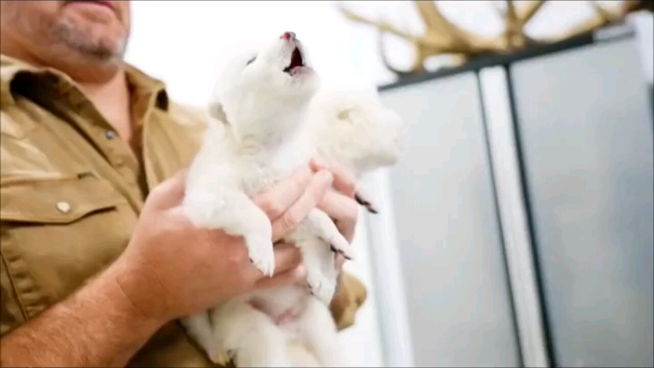 wolf 😲