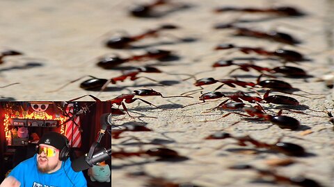 7 Ant Colonies in One Arena | Biggest Mistake Ever