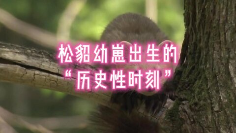 松貂幼崽出生的“历史性时刻”