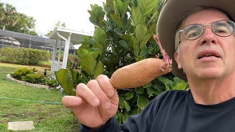 Starting a Sweet Potato Patch
