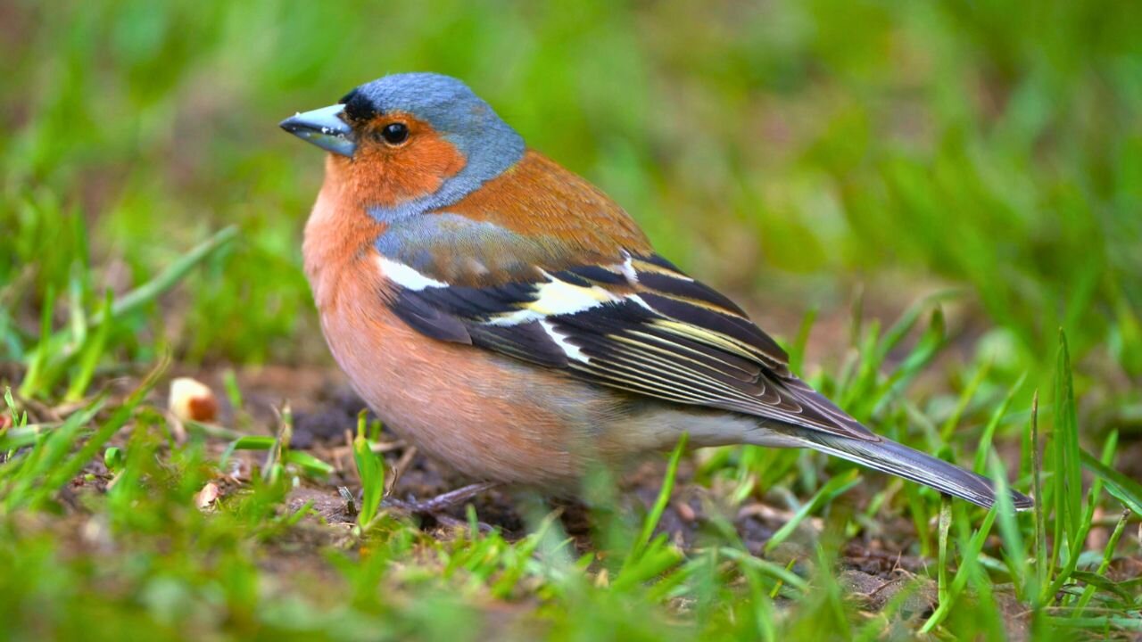 Male Eurasian Chaffinch Samples a Peanut